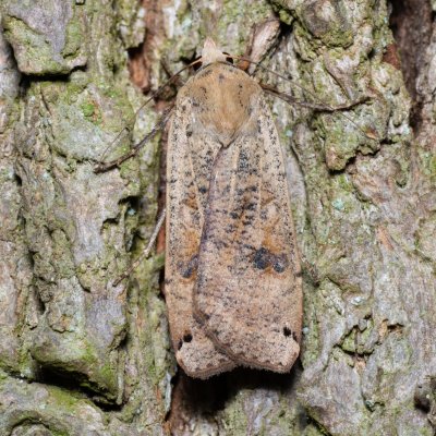 Noctua pronuba (osenice šťovíková), Žebětín