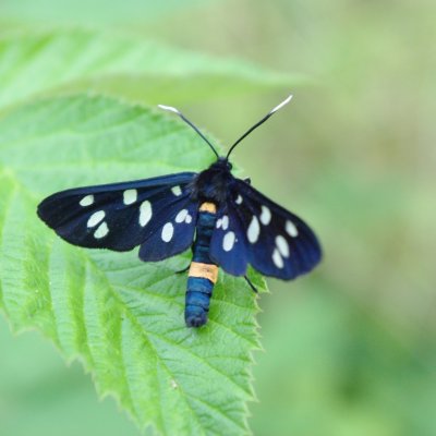 Amata phegea (běloskvrnáč pampeliškový), Vranov nad Dyjí