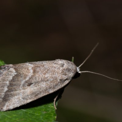 Phyllophila obliterata (světlopáska pelyňková), PP Skalky u Sedlece
