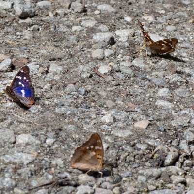 Apatura ilia (batolec červený), SK, Štôla