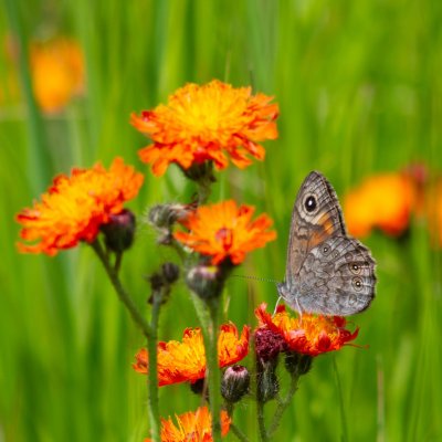 Lasiommata maera (okáč ječmínkový), SK, NPR Važecká dolina, Tatry