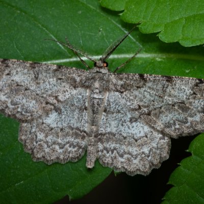 Hypomecis punctinalis (různorožec ovocný), Žebětín