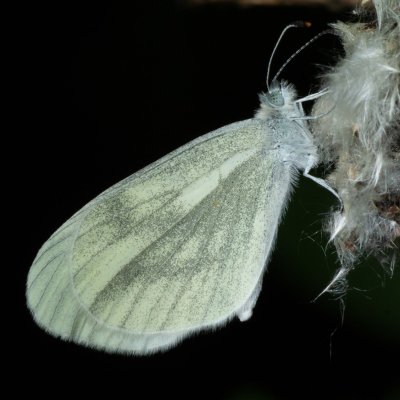 Leptidea juvernica/sinapis (bělásek luční/hrachorový), Augšperský potok