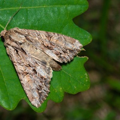 Apamea monoglypha (šedavka trávová), PR Kamenný vrch