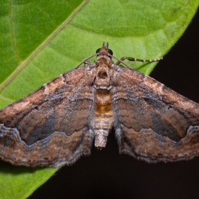 Pelurga comitata (píďalka mochnová), PP Na cvičišti