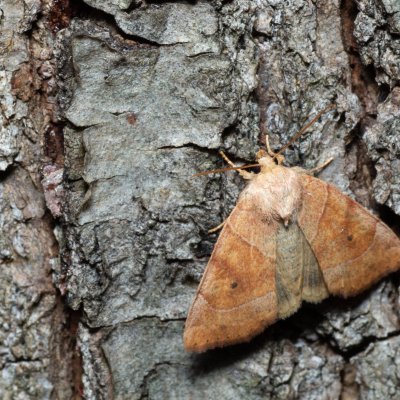 Cosmia trapezina (blýskavka dravá), Žebětín