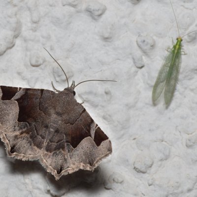 Zethes insularis (-), HR, Jablanac