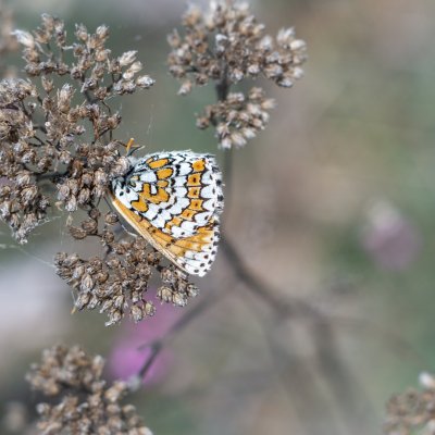 Melitaea cinxia (hnědásek kostkovaný), PR Biskoupský kopec