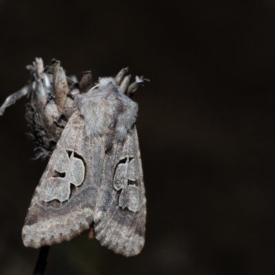 Perigrapha i-cinctum (můra ozdobná), PP Člupy