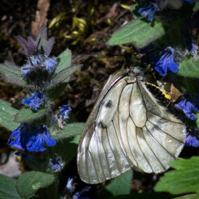 Parnassius mnemosyne (jasoň dymnivkový), PR Údolí Říčky
