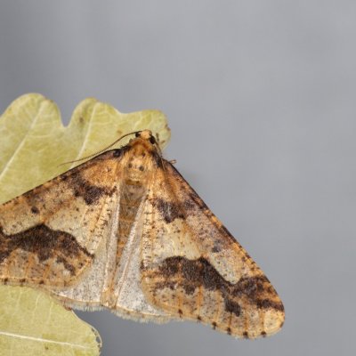 Erannis defoliaria (tmavoskvrnáč zhoubný), Stará dálnice, Brno