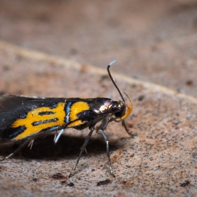Schiffermuelleria schaefferella (krásněnka podkorní), PP Střelický les