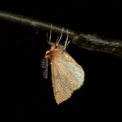 Colotois pennaria (zejkovec pozdní), Podkomorské lesy