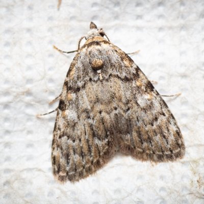 Meganola strigula (drobnuška buková), PR Kamenný vrch