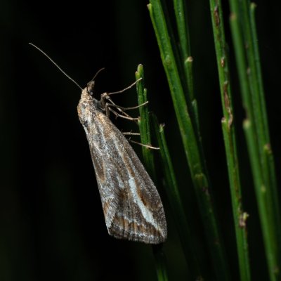 Chesias legatella (píďalka janovcová), PP Zlobice