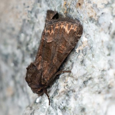 Oligia sp., SK, Štôla