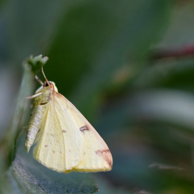 Opisthograptis luteolata (zejkovec hlohový), PP Obůrky - Třeštěnec
