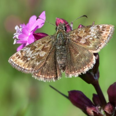 Erynnis tages (soumračník máčkový), PR Kamenný vrch