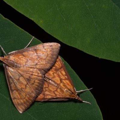 Ecpyrrhorrhoe rubiginalis (-), Hrušovany u Brna