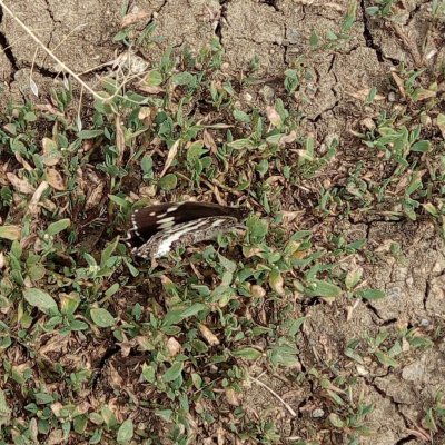 Brintesia circe (okáč voňavkový), Dukovany