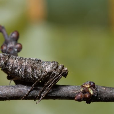 Agriopis bajaria (tmavoskvrnáč třešňový), PR Kamenný vrch