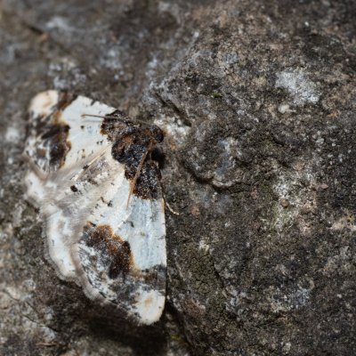 Ligdia adustata (skvrnopásník brslenový), PP Kavky