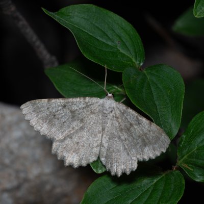 Dicrognophos sartata (-), HR, Jablanac