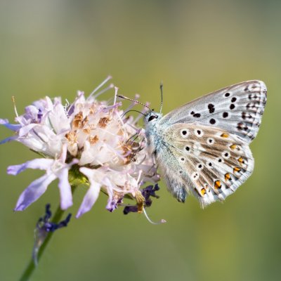 Polyommatus coridon (modrásek vikvicový), PP Černice