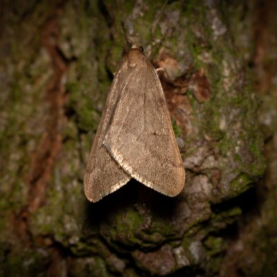 Alsophila aceraria (hedvábnice podzimní), Žebětín