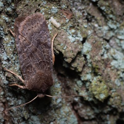 Conistra vaccinii (zimovnice brusnicová), Žebětín
