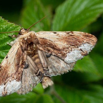 Ptilodon cucullina (hřbetozubec břekový), NS Bučín