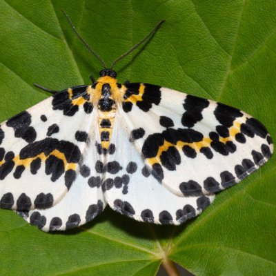 Abraxas grossulariata (skvrnopásník angreštový), PR Svatý kopeček