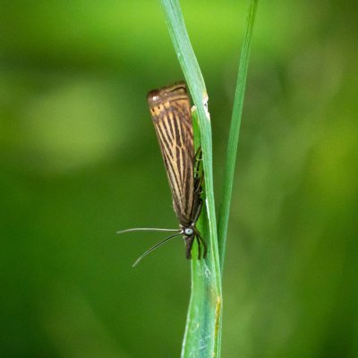 Chrysoteuchia culmella (travařík zahradní), SK, Štôla