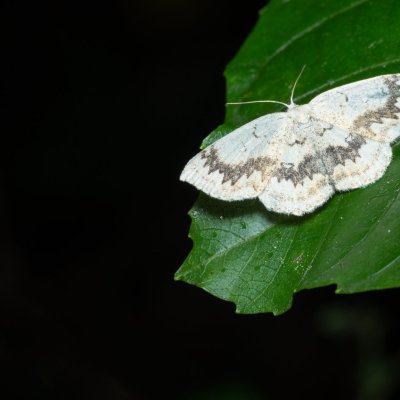 Cyclophora annularia (očkovec javorový), PR Kamenný vrch