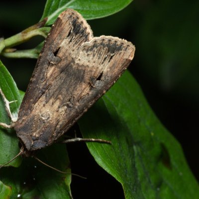 Agrotis ipsilon (osenice ypsilonová), PP Kavky