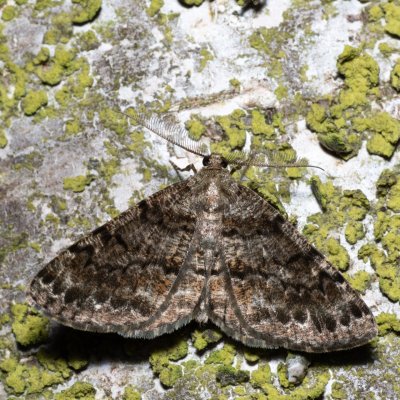 Deileptenia ribeata (různorožec jedlový), NPR Radostínské rašeliniště