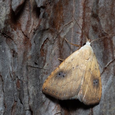 Rivula sericealis (trávnička luční), Kobylí