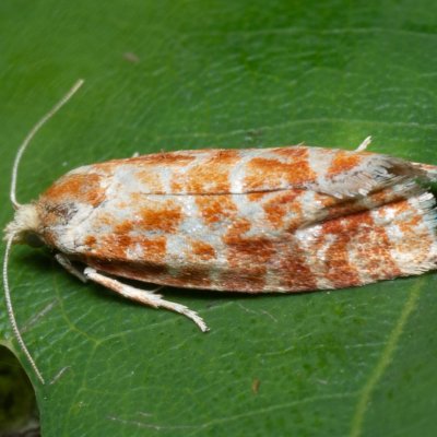 Rhyacionia pinicolana (obaleč sosnový), PP Černice