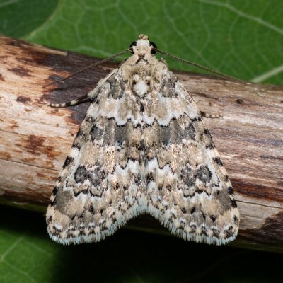 Bryophila domestica (šípověnka perlová), Hády - lesní lom