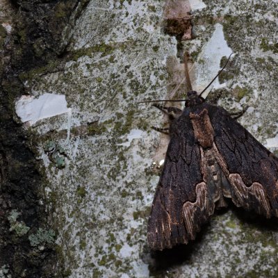 Dypterygia scabriuscula (blýskavka šťovíková), Zbýšovská halda