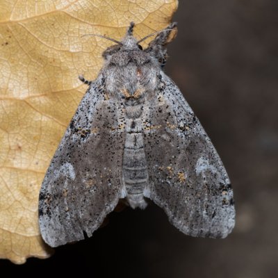 Dicallomera fascelina (štětconoš jetelový), PP Na cvičišti