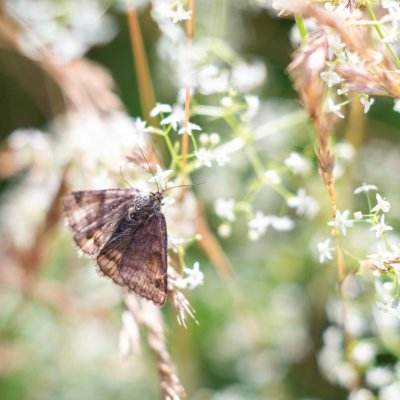 Euclidia glyphica (jetelovka hnědá), PP Obůrky - Třeštěnec