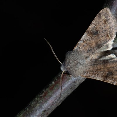 Orthosia incerta (jarnice březnová), Kývalka