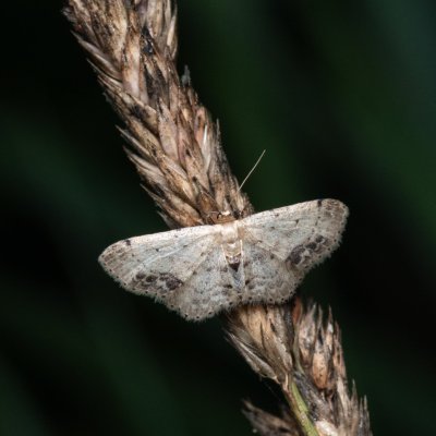 Idaea dimidiata (žlutokřídlec měsíčkový), PP Střelická bažinka