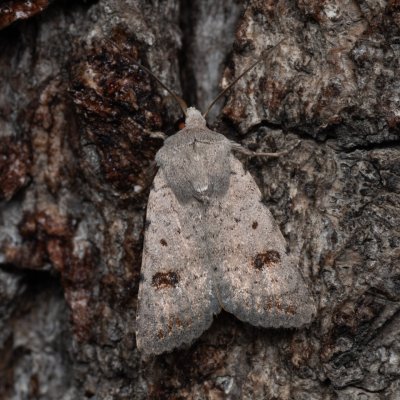 Caradrina kadenii (blýskavka hnědoskvrnná), Hrušovany u Brna