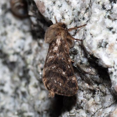 Pharmacis carna (hrotnokřídlec horský), SK, Štôla