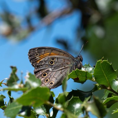Kirinia roxelana (-), GR, Spartilas, Korfu