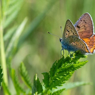 Lycaena alciphron (ohniváček modrolesklý), SK, Štôla