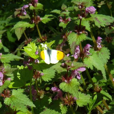 Anthocharis cardamines (bělásek řeřichový), NP Podyjí