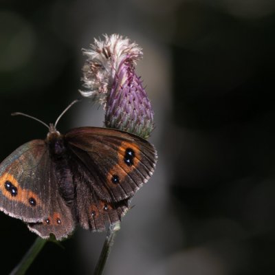 Erebia aethiops (okáč kluběnkový), SK, Štôla